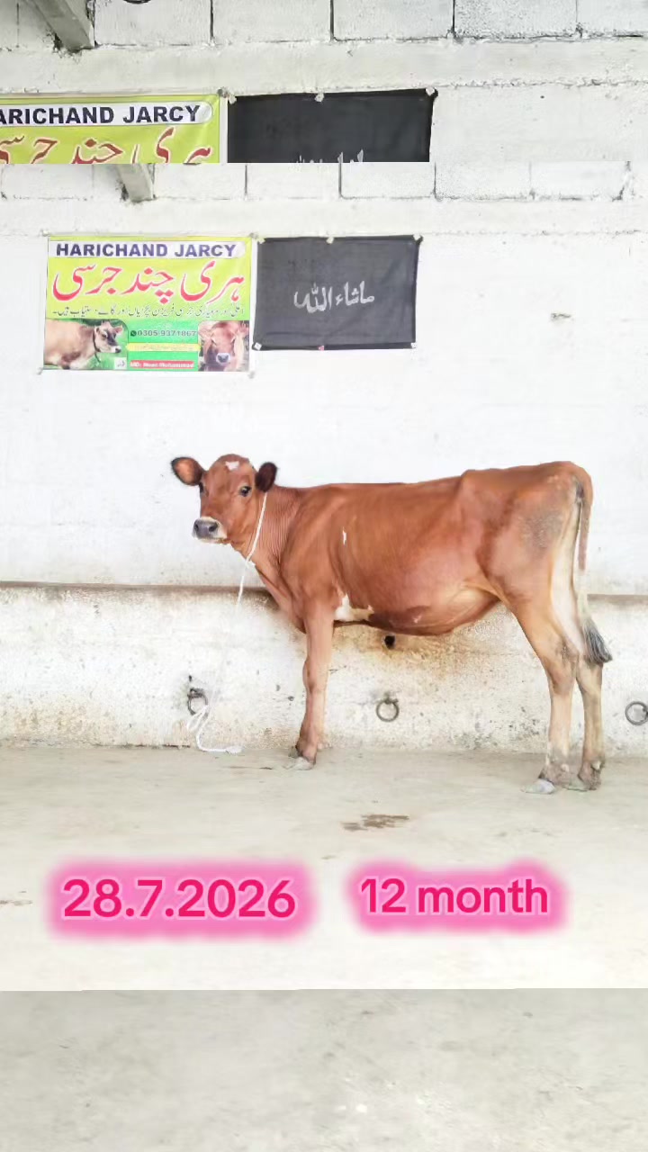 @Harichand Jercy 03059371867