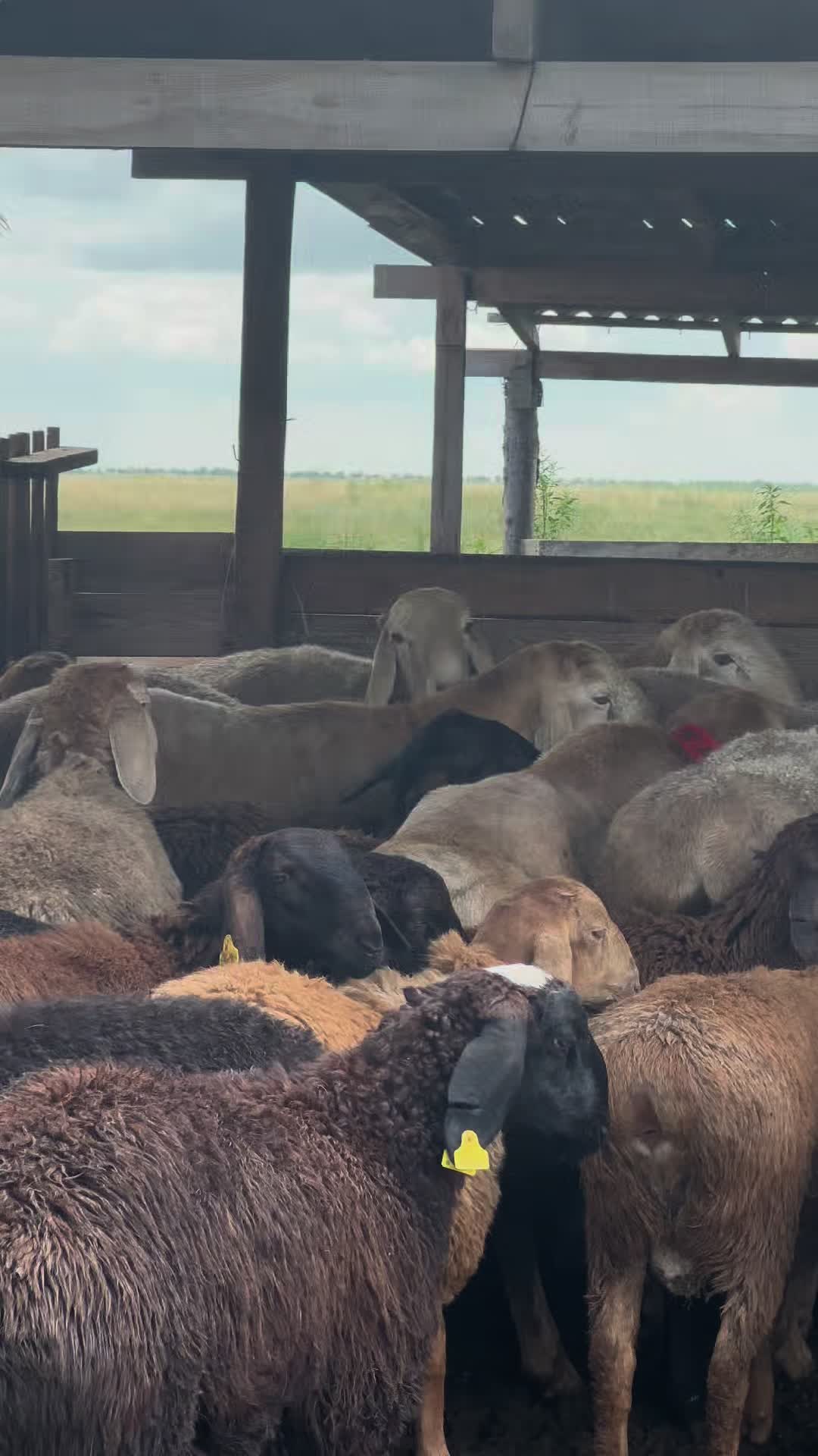 @Гани