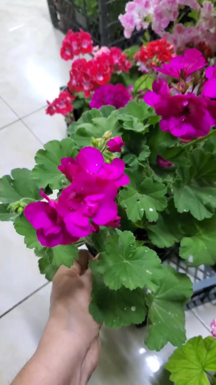 @💧&Ccedil;i&ccedil;ek dostu 🇹🇷💧