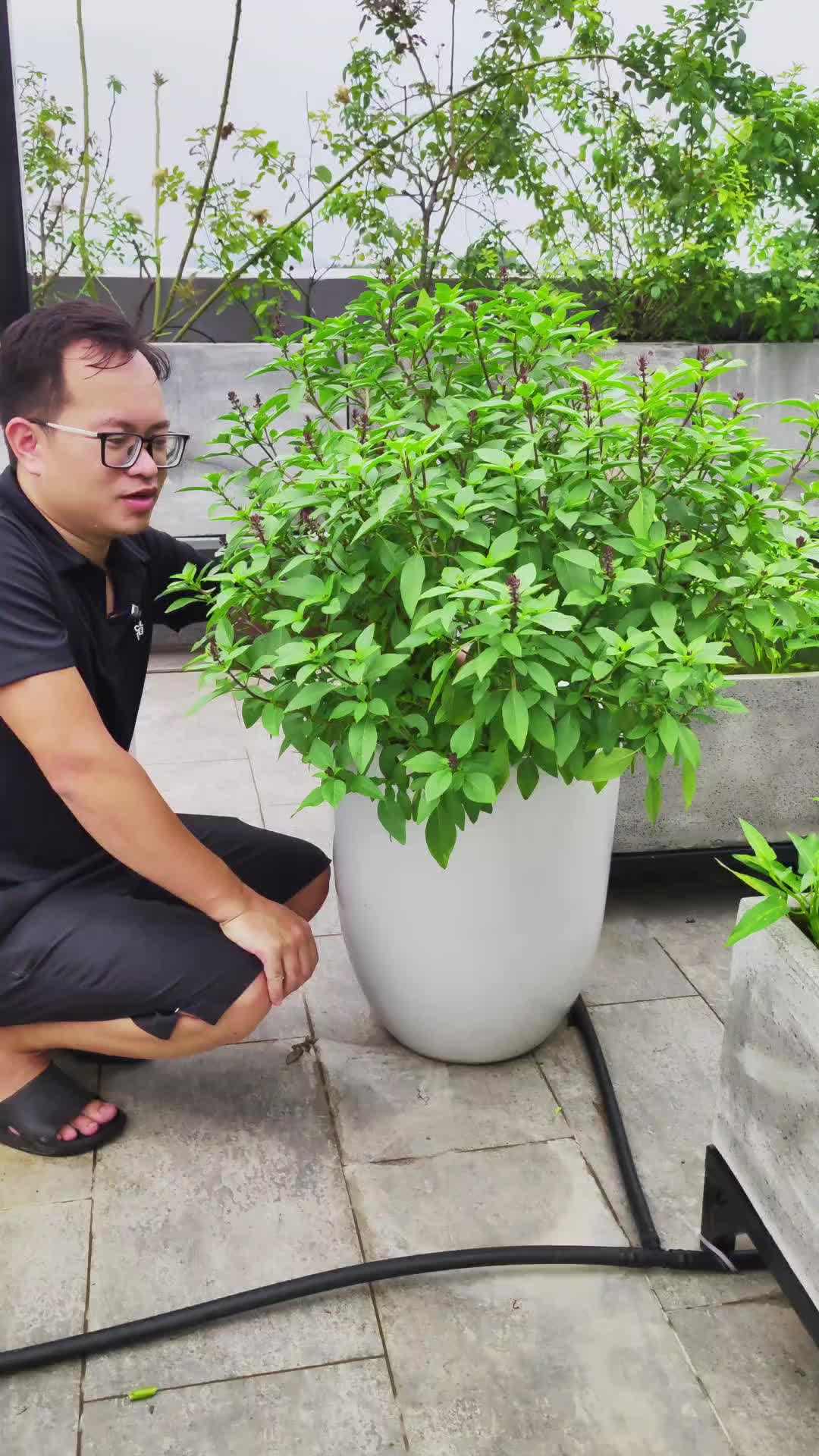 @Dược sĩ cỏ