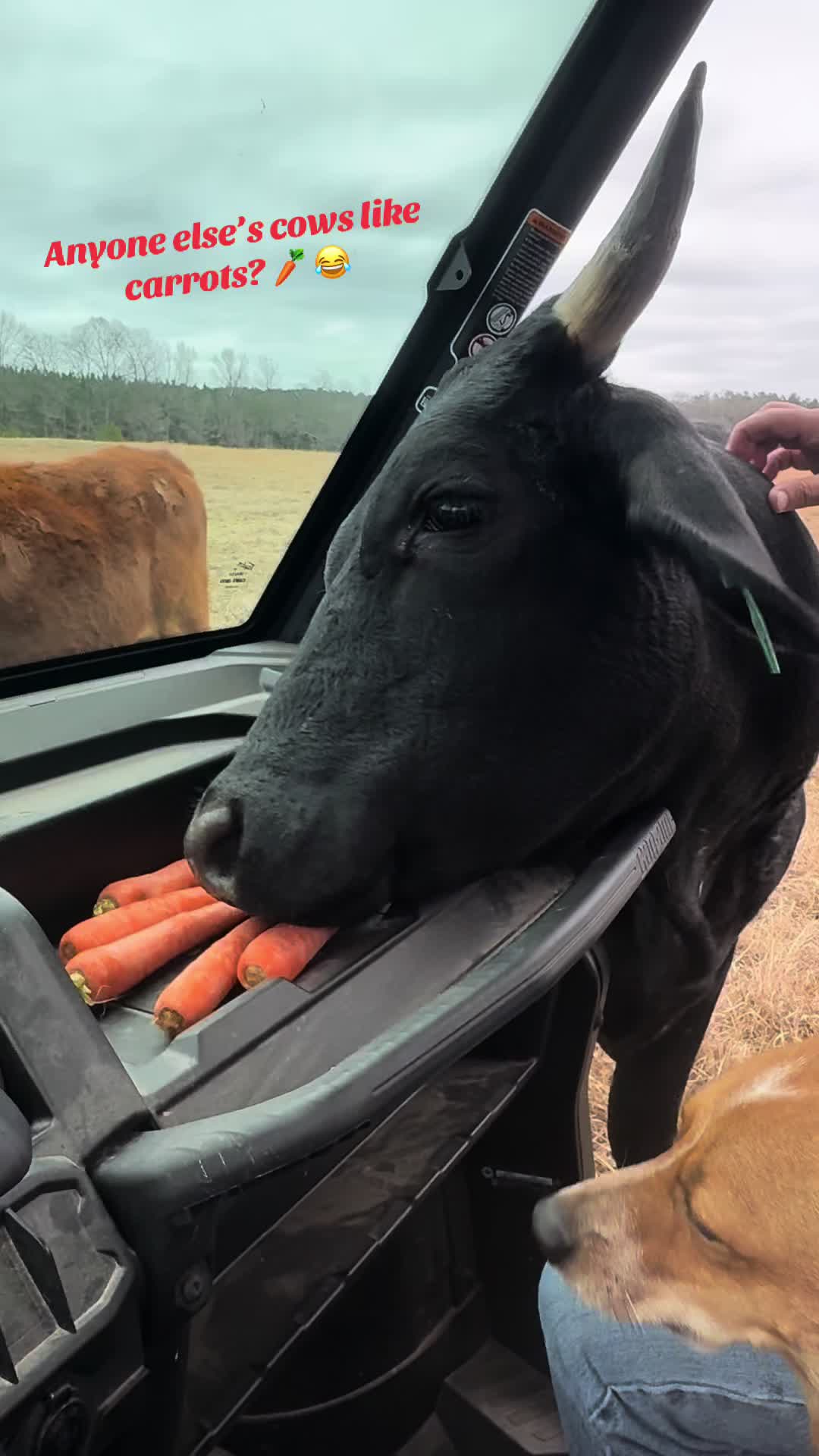 @Allison Rowe • Rowe Cattle Co