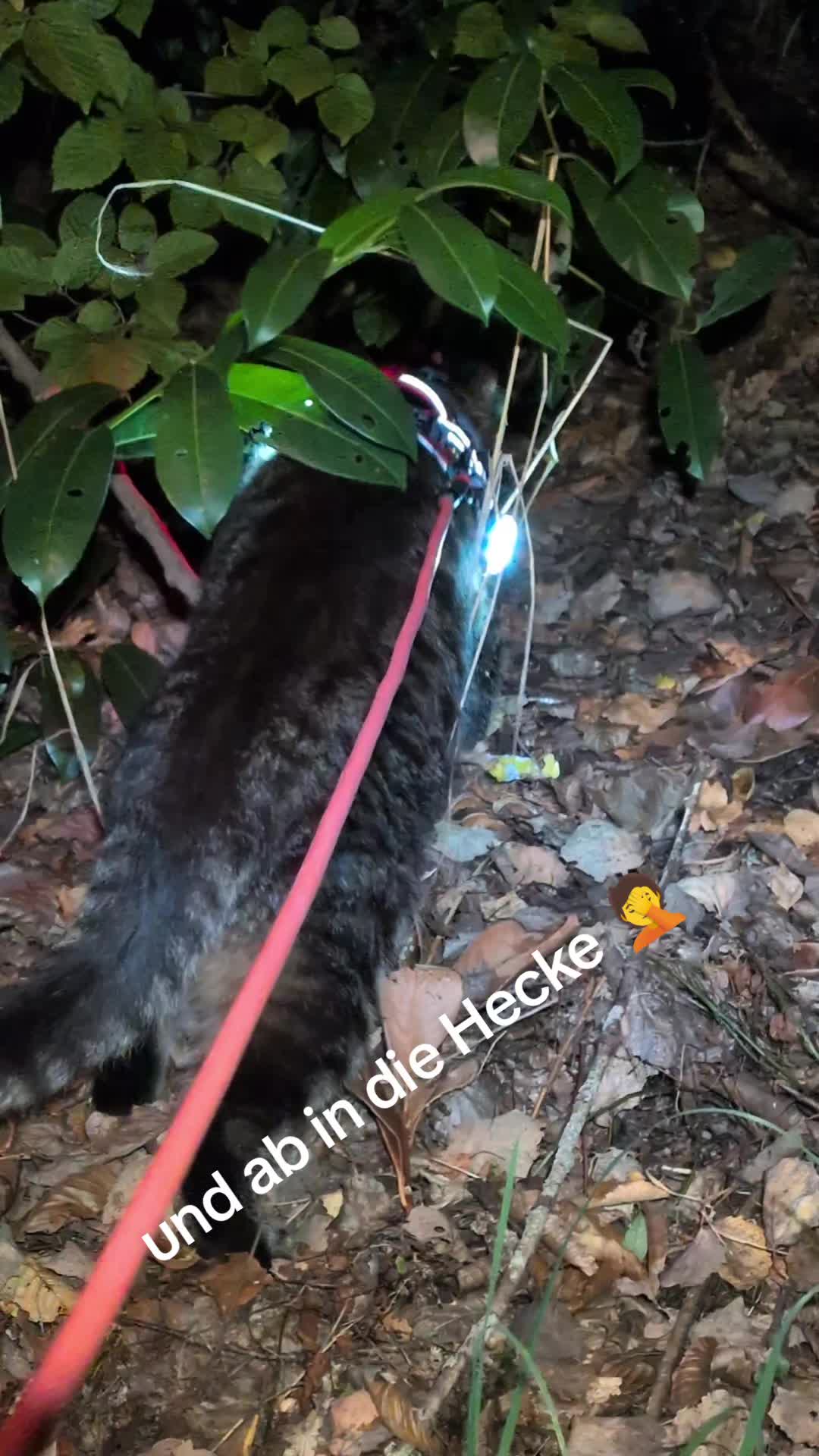 @😻Katrin&Odin 😻Modi Muddi 😻