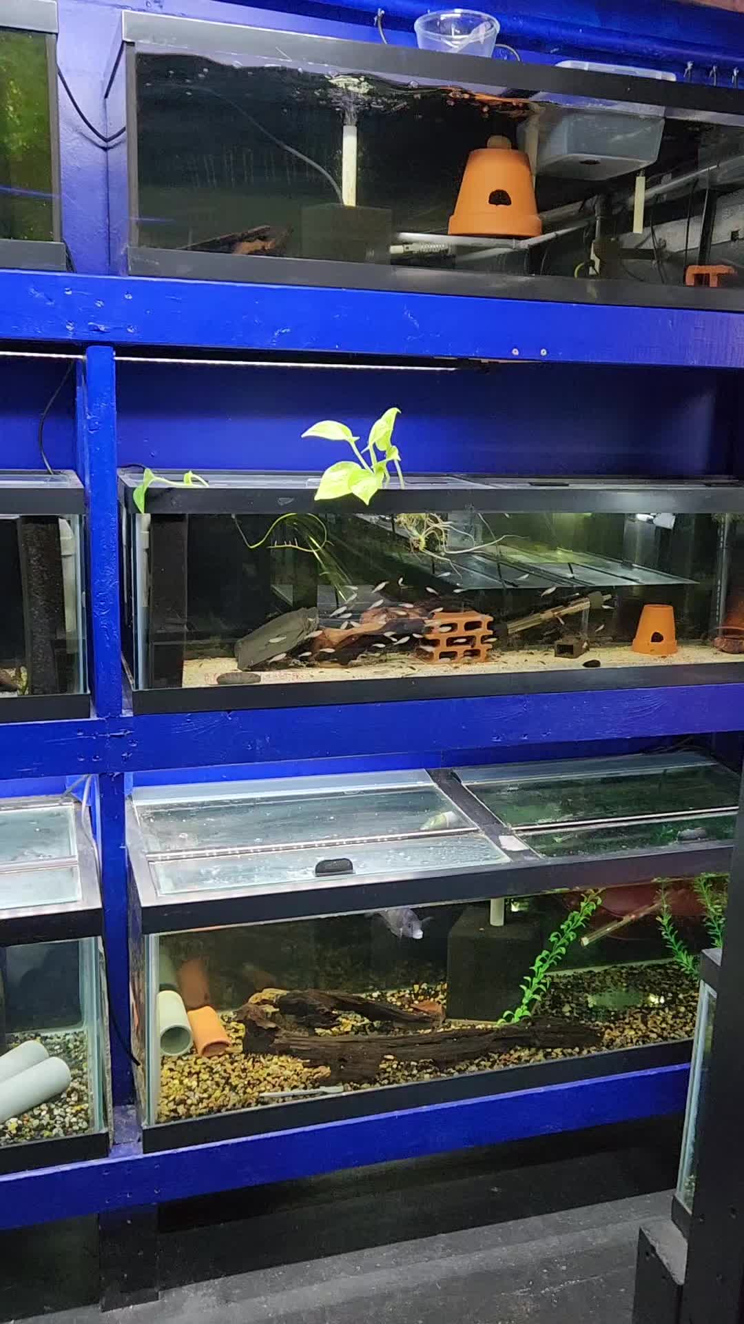 @voyeurs of aquatics