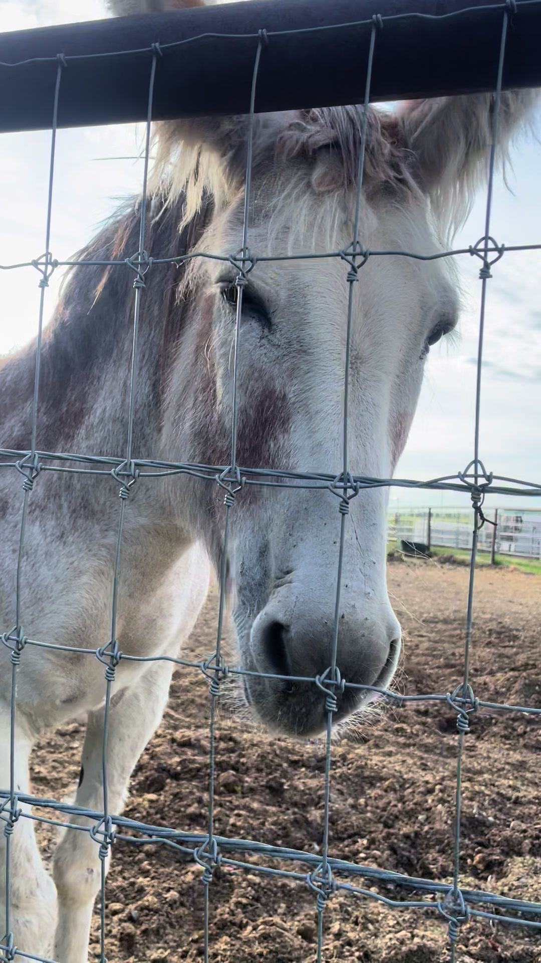 @starboundhorses
