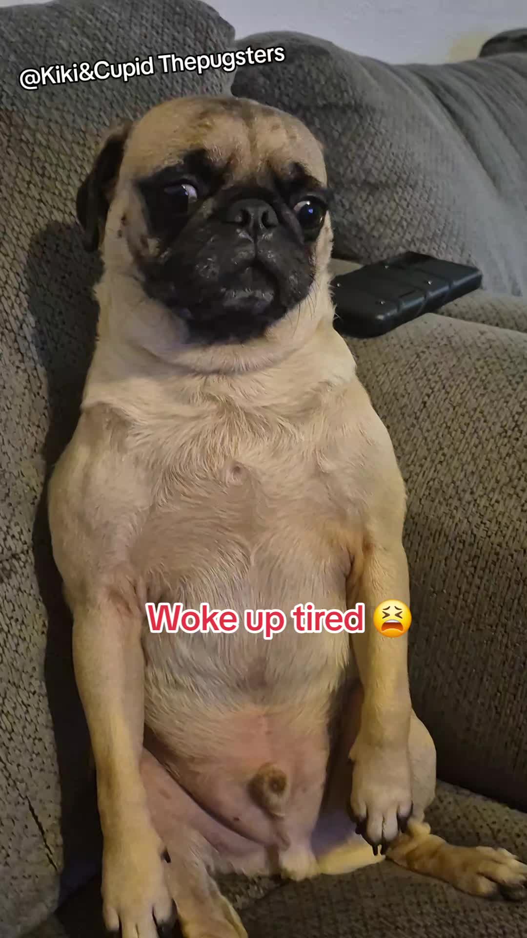 @Kiki&Cupid Thepugster