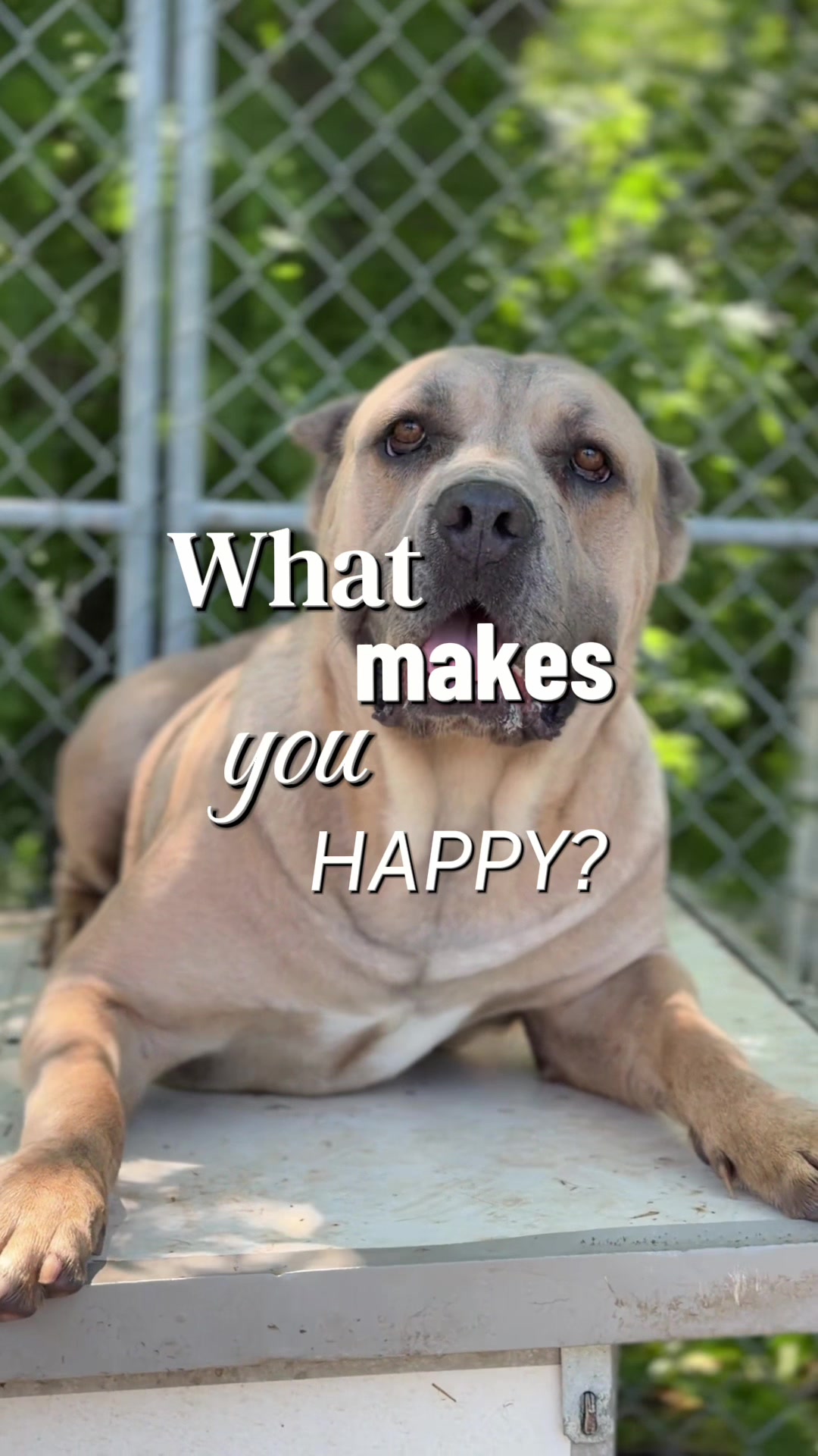 @americana_kennels