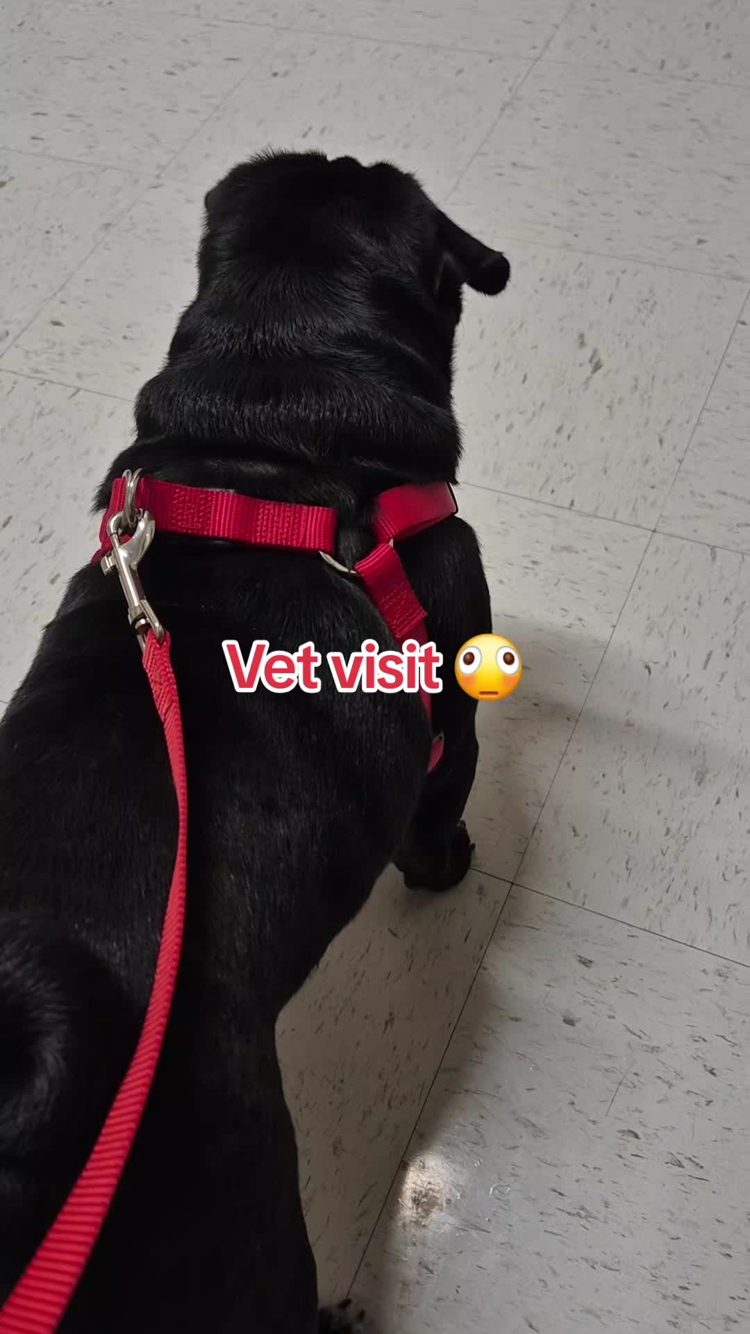 @Kiki&Cupid Thepugster