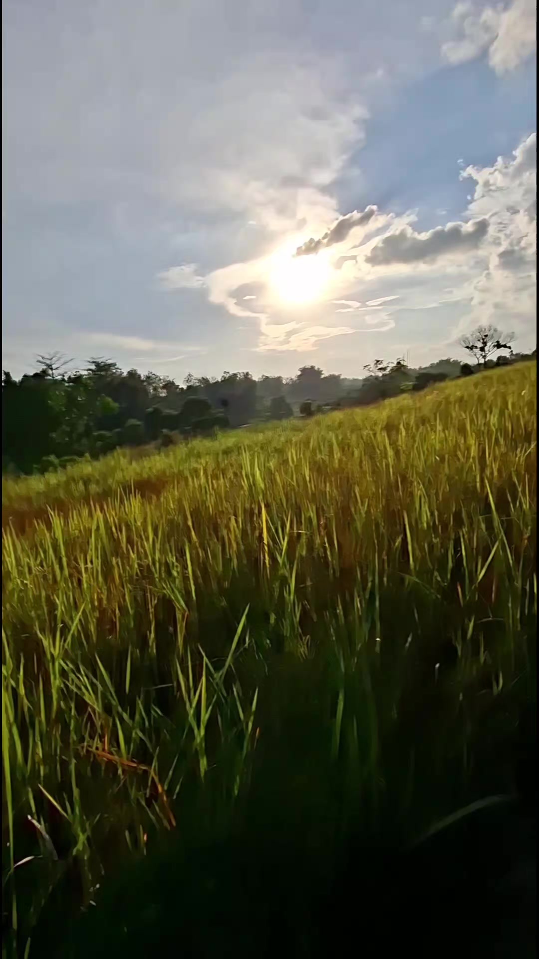 @fharida