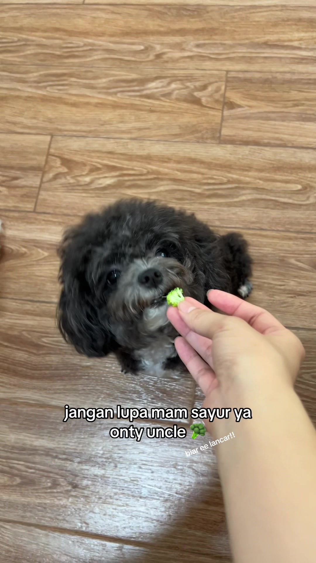 @chippi the poochon