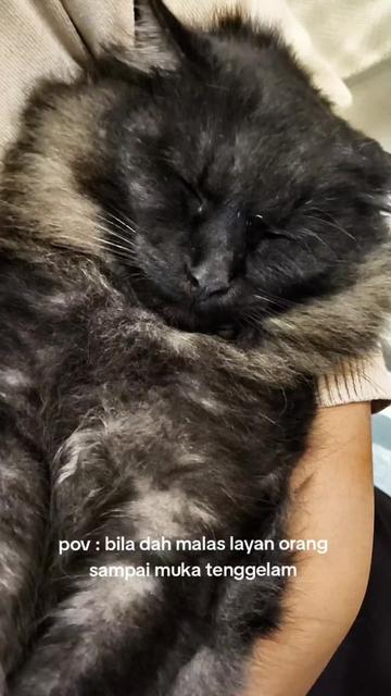@Cats Hometown Pet Shop Klang