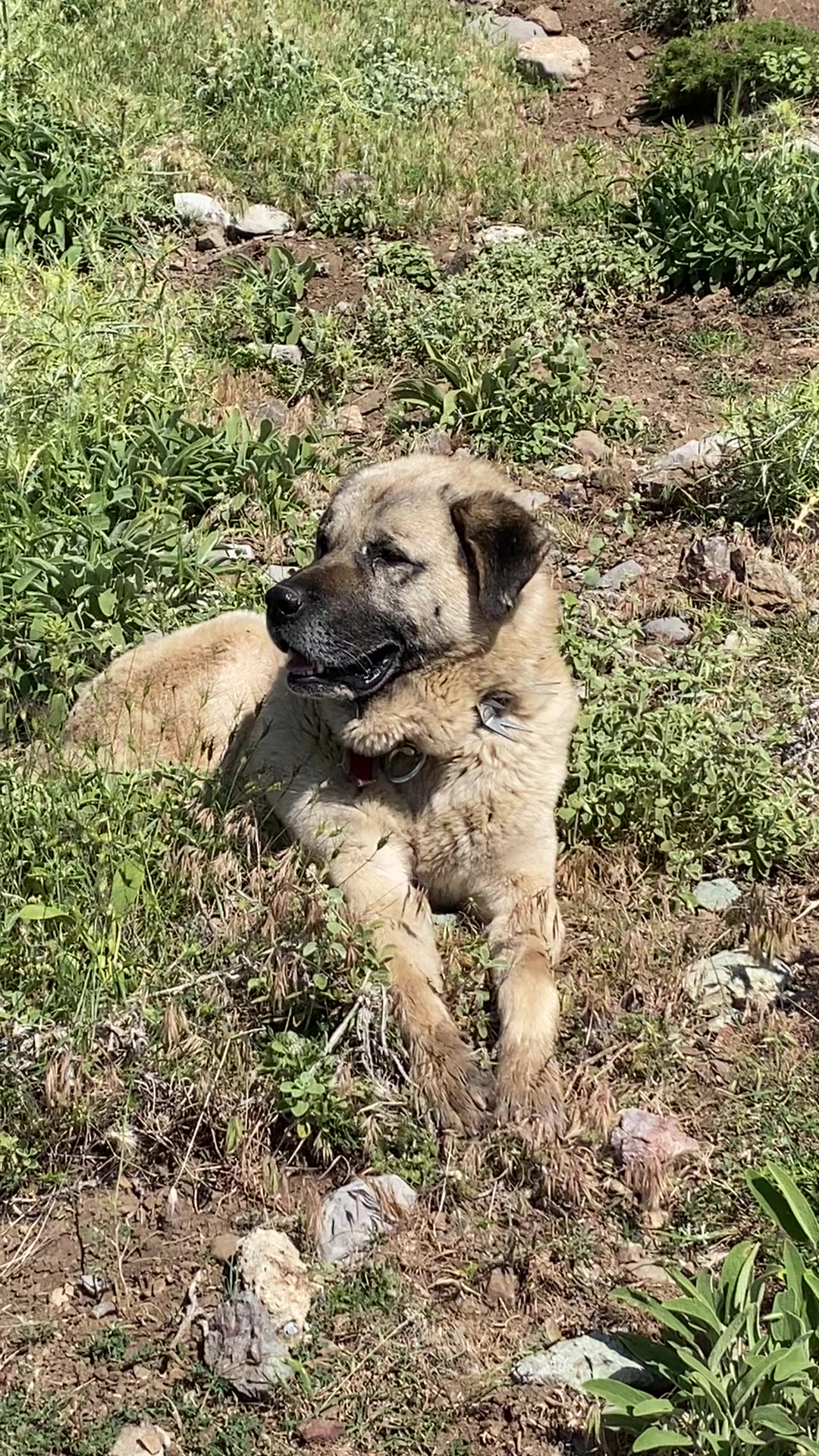 @Sarıtaş