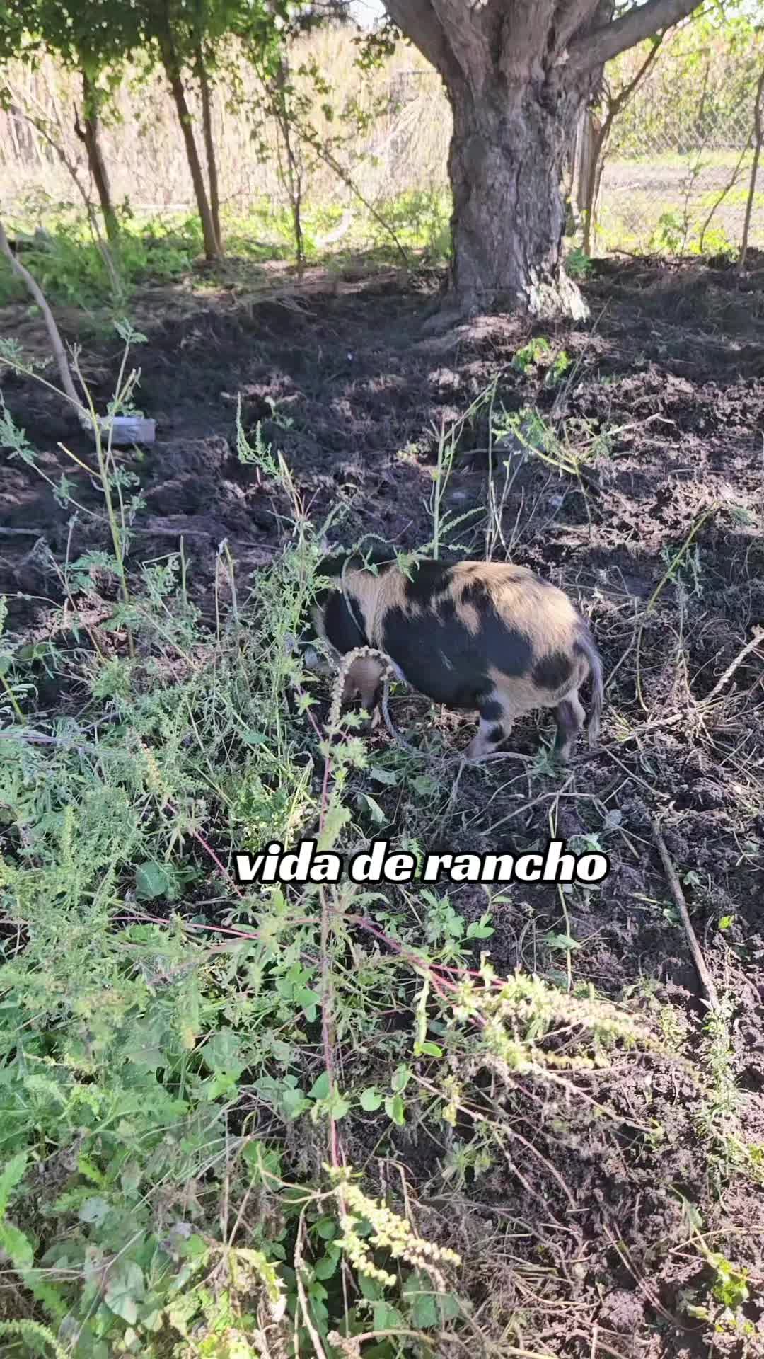 @vickytorres