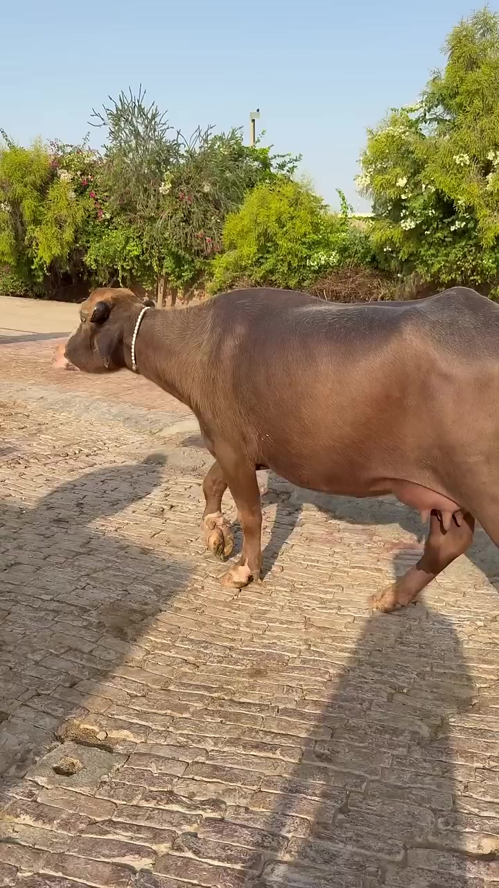 @GUJJAR DAIRY FARM