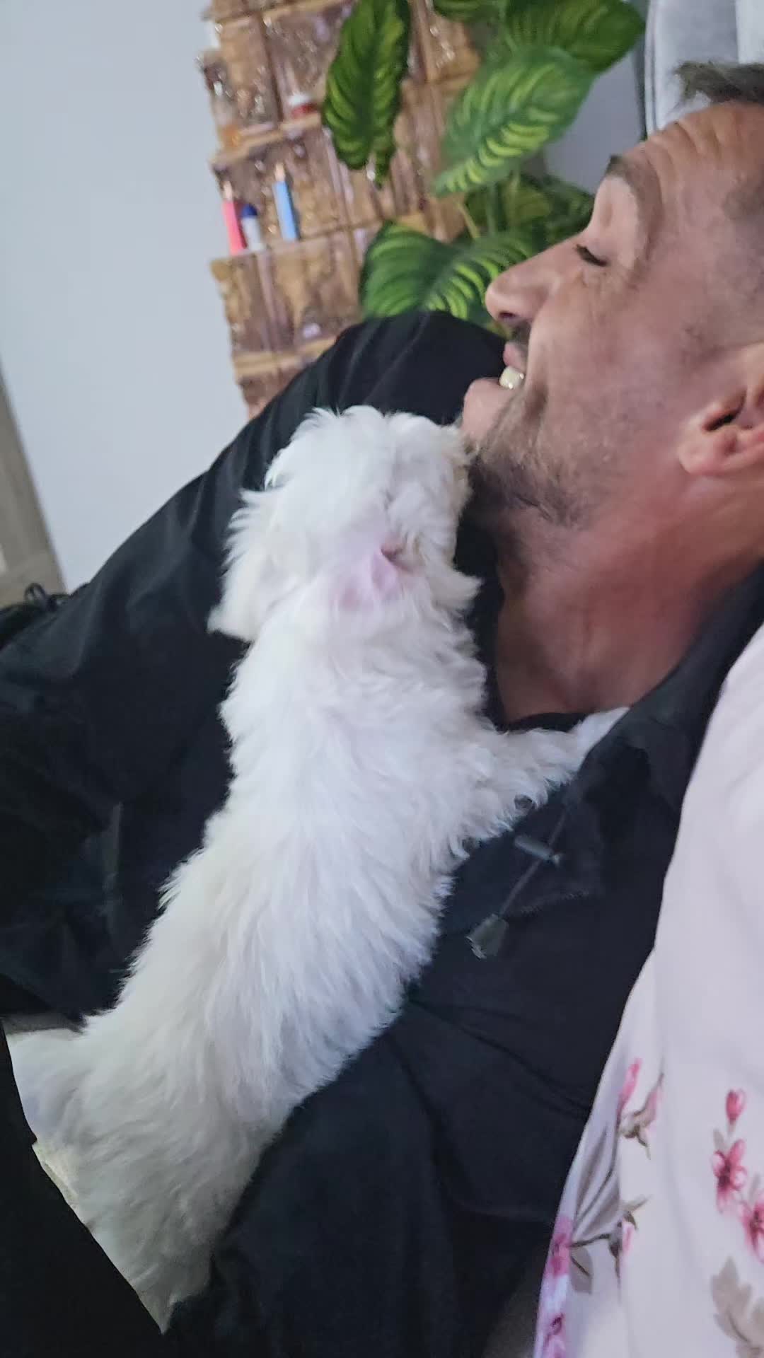 @Lupu și Lupoaia