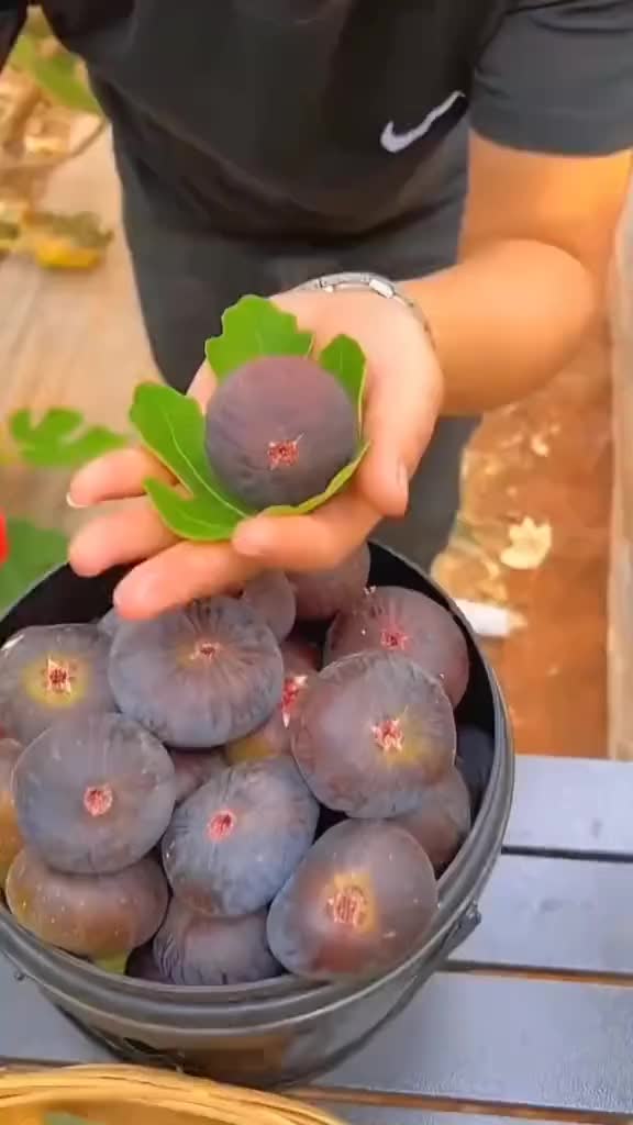 @fruits