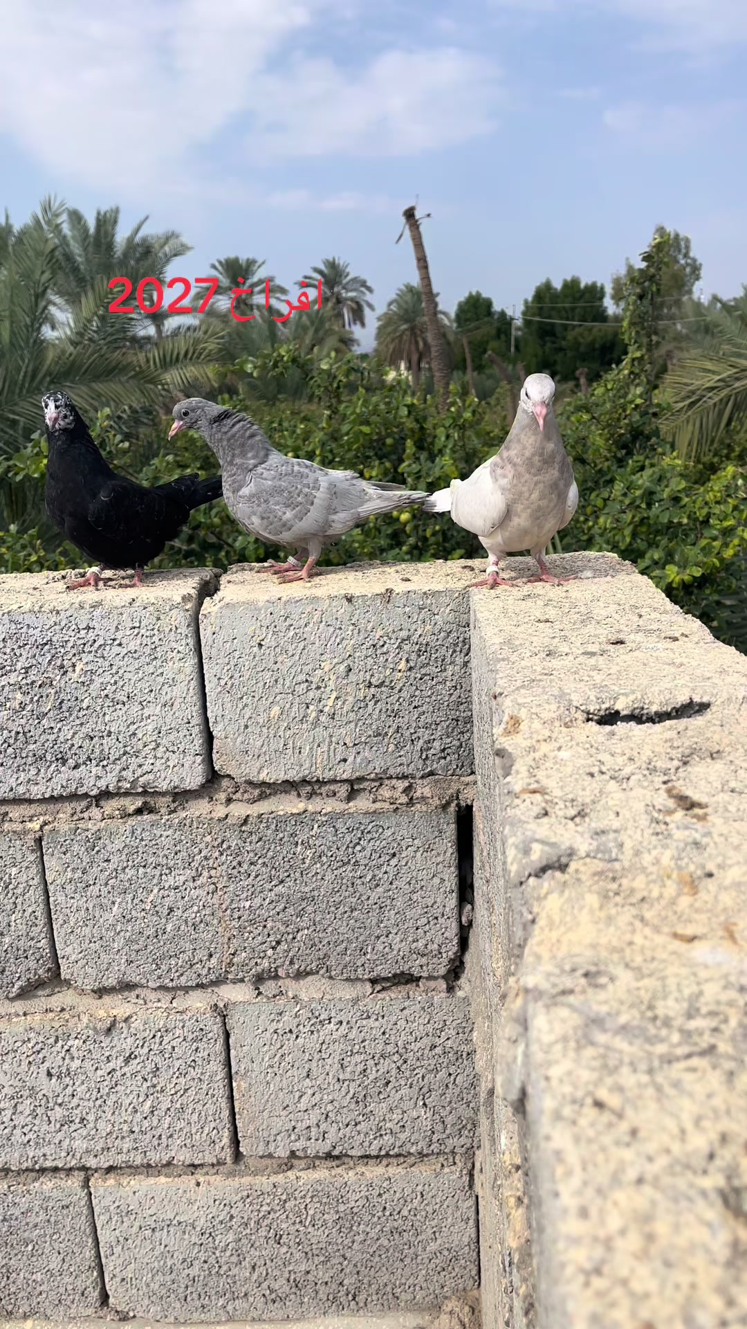 @عبسي