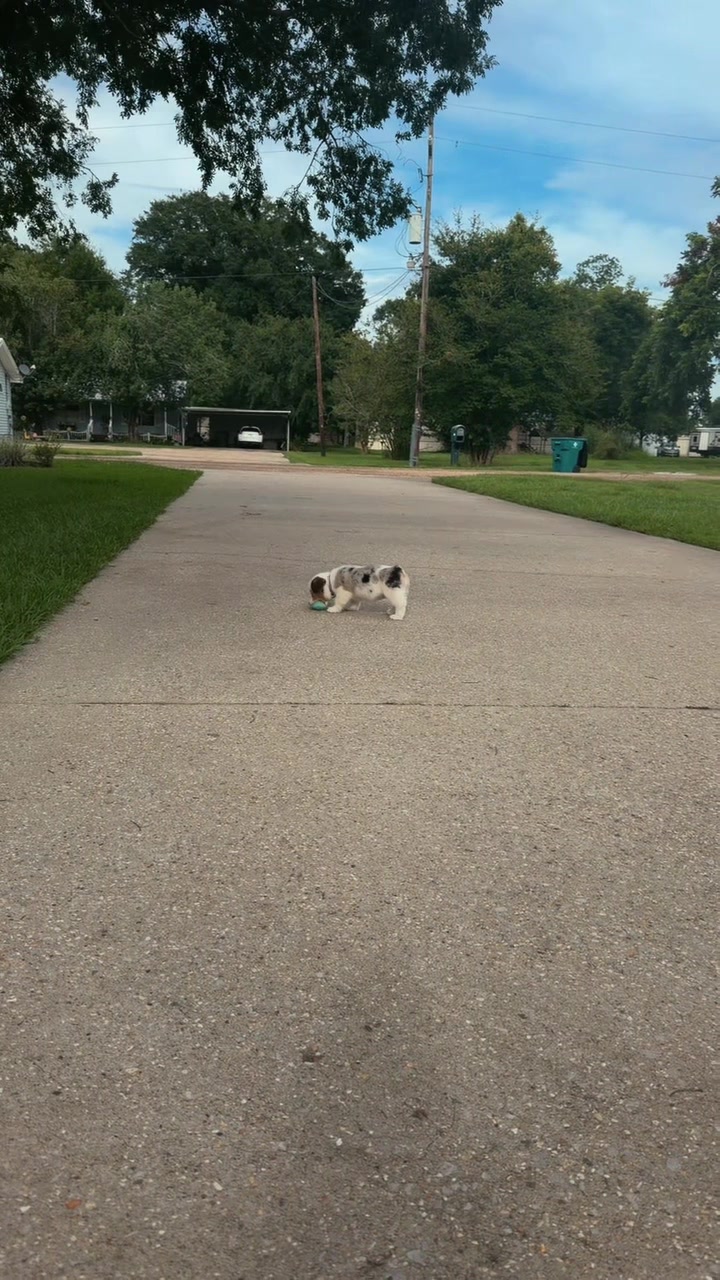 @lilly.pi