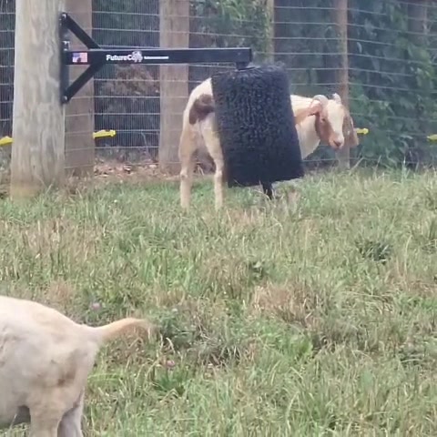 @Klein Kraal Farm🐐