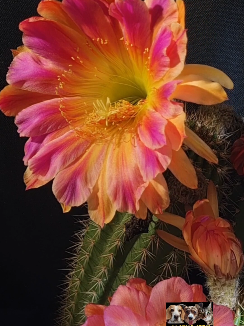 @Cactusjerk