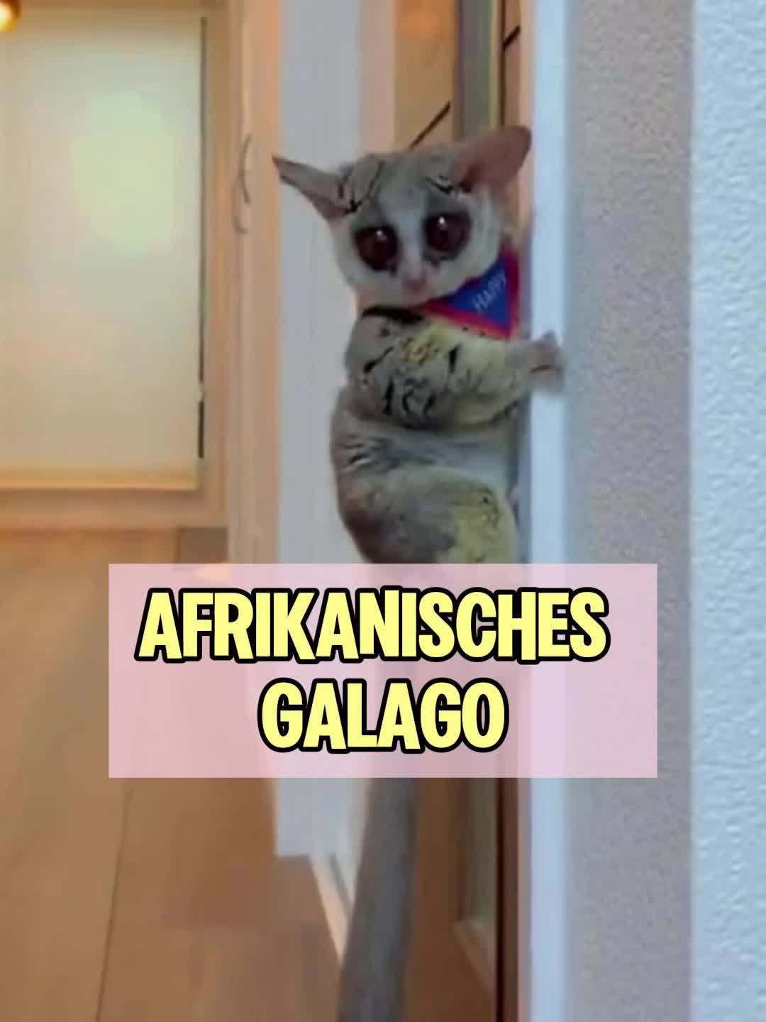 @Geo Tierwelt