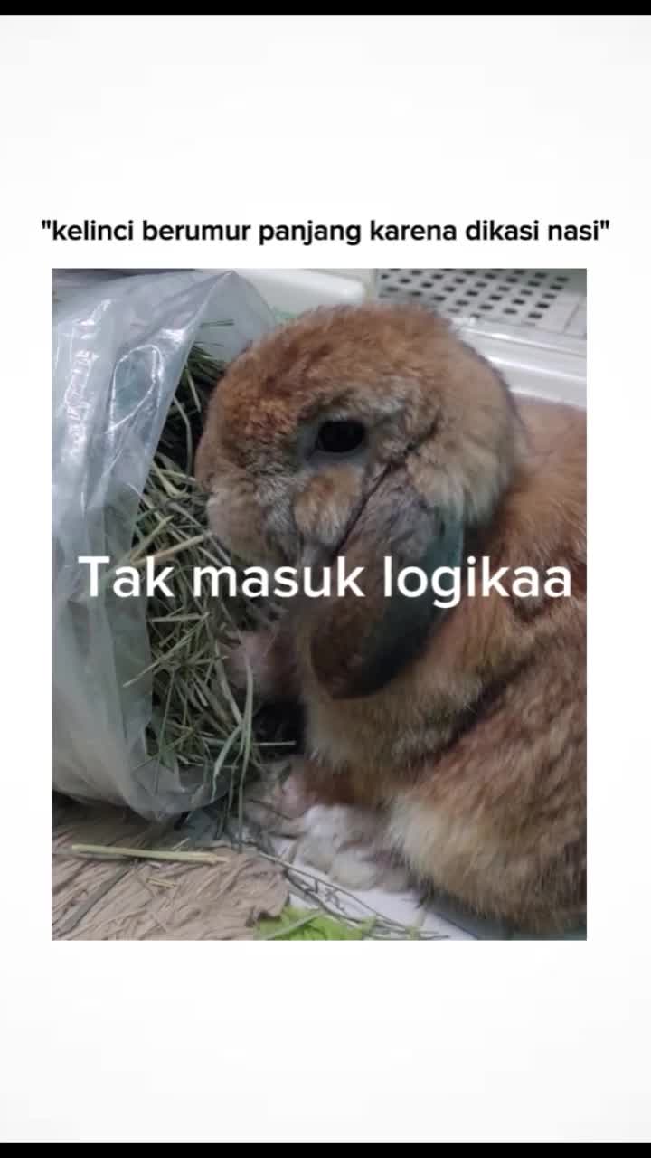 @Zada The Bunny
