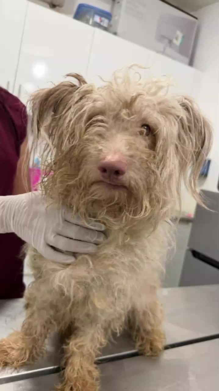 @Amazing Dogs Rescue