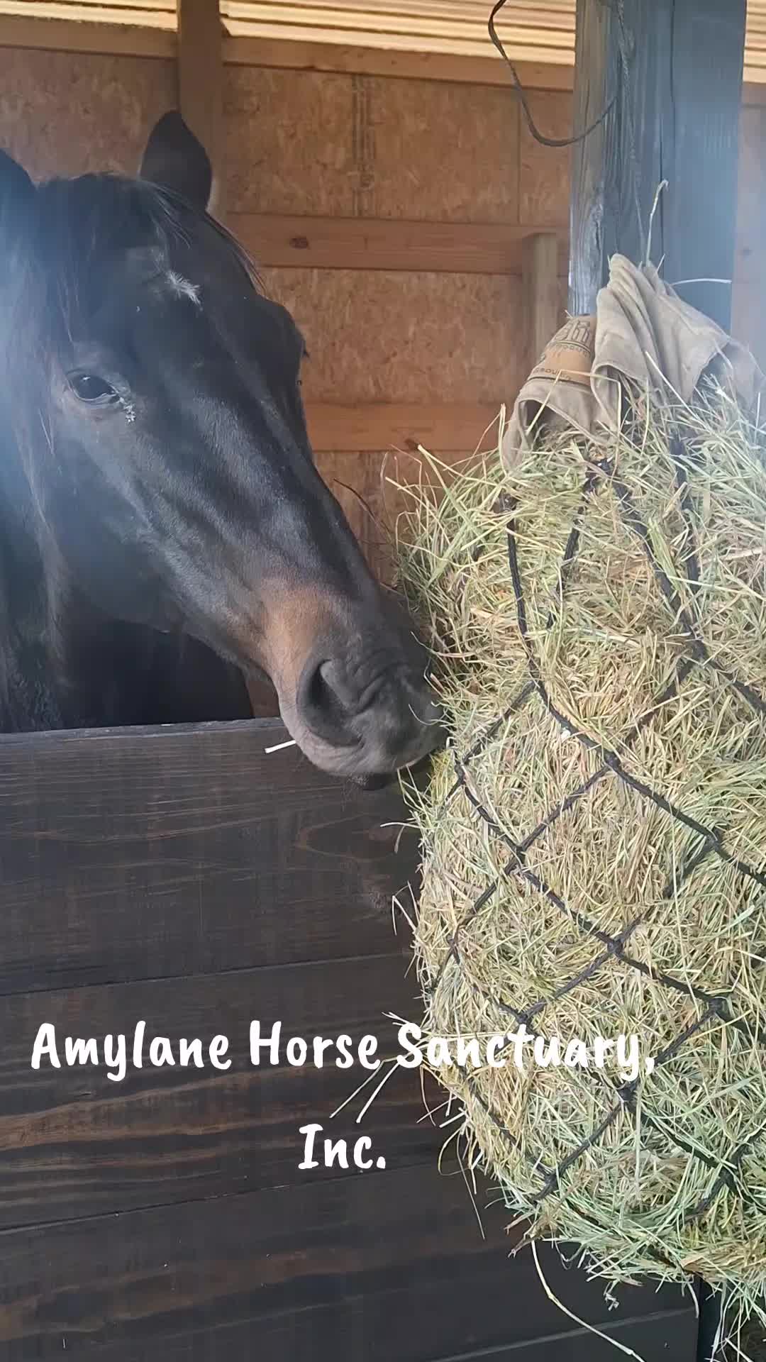 @AmylaneHS