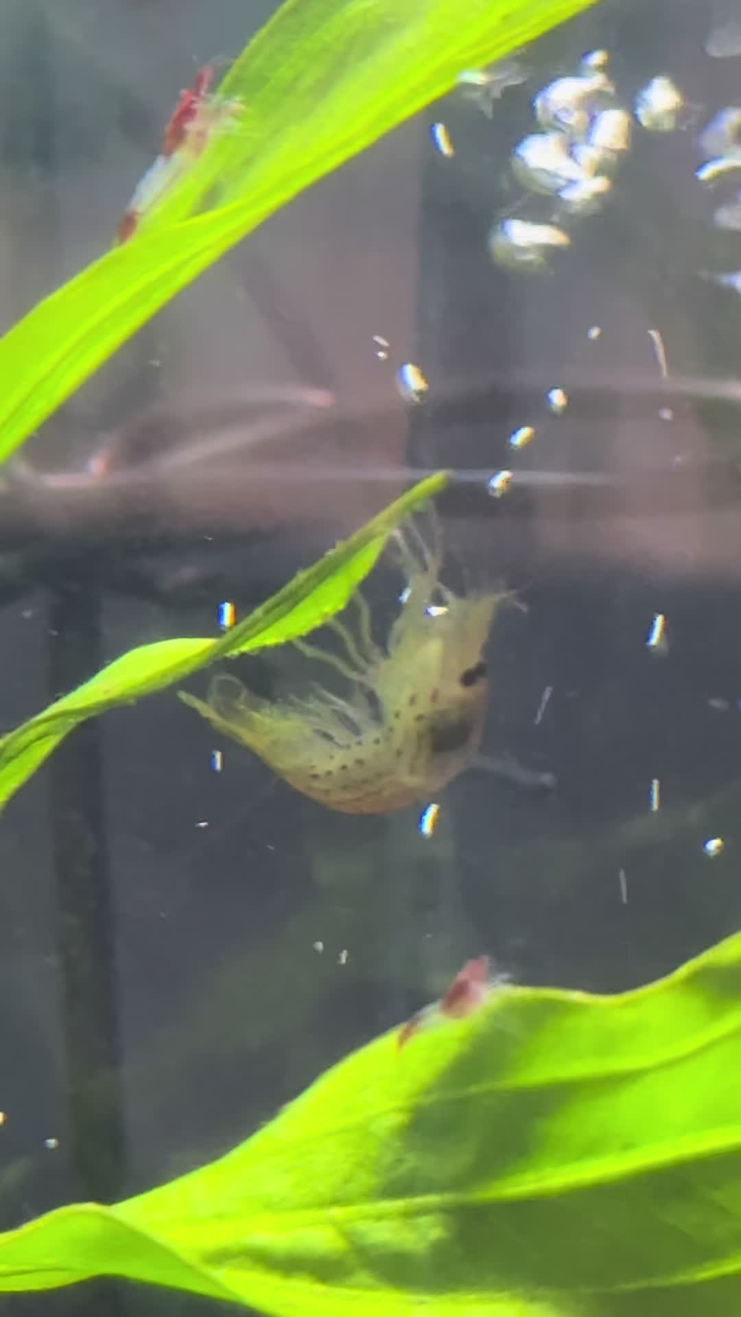 @shrimp.and.chill