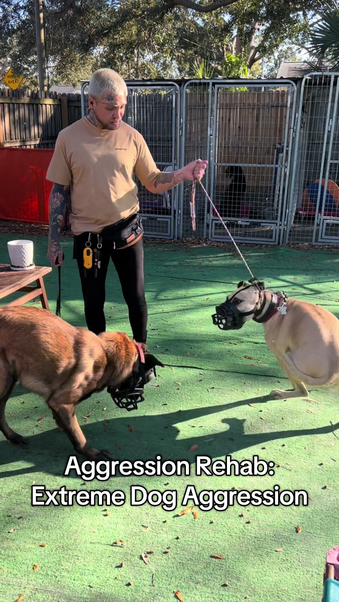 @balancedcanineacademy