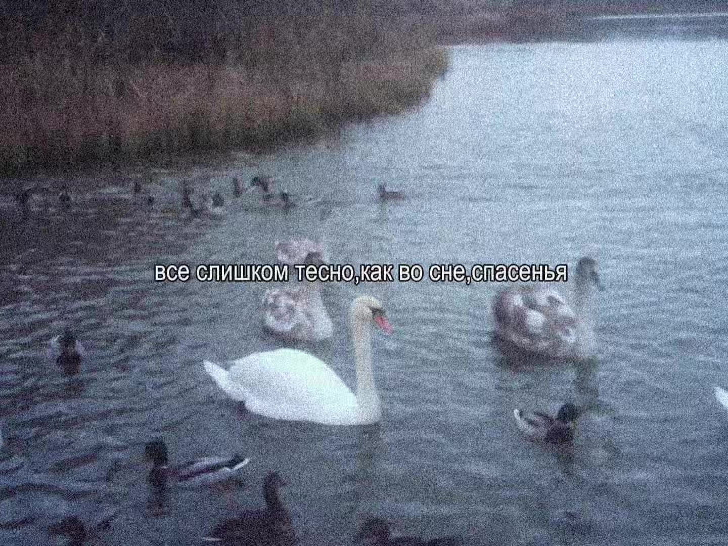 @оляска
