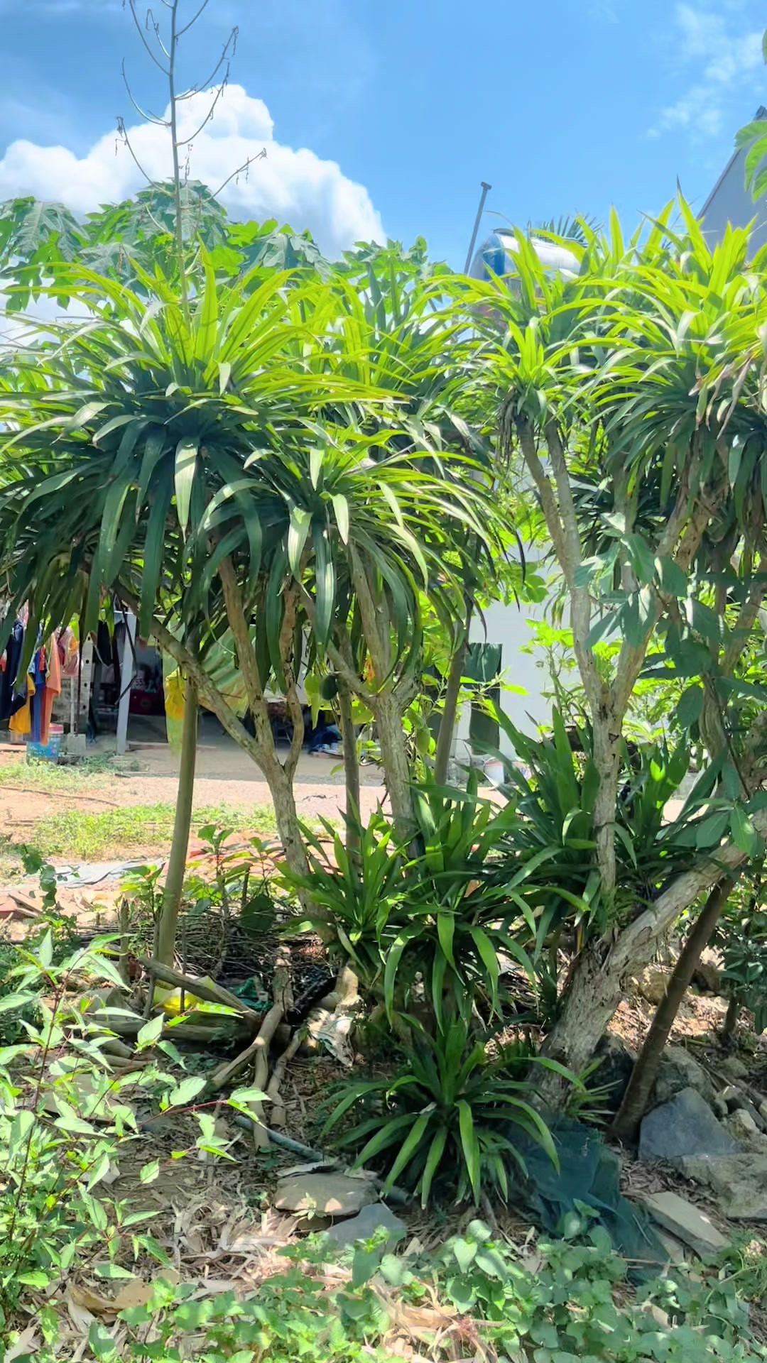 @Shop Cây Cảnh Hương Nguyễn