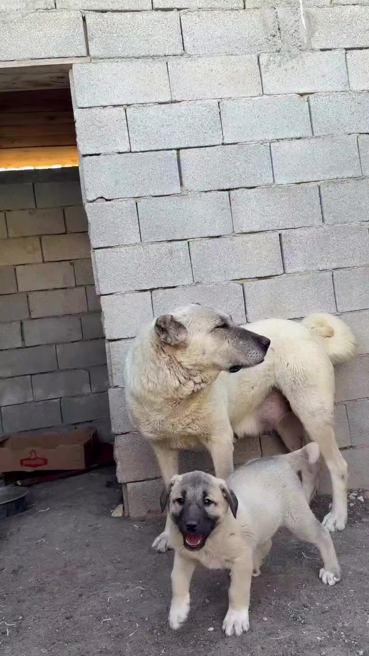 @Ahmet ÖZeN