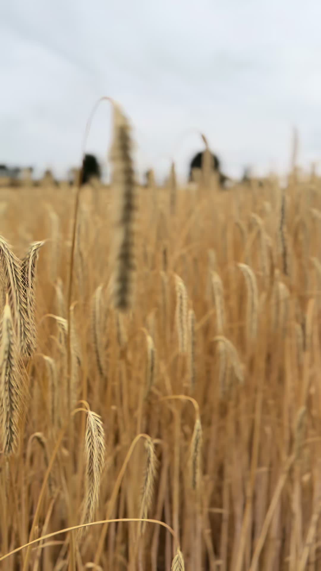 @𝐿𝑒𝓃𝒶👩🏼🌾