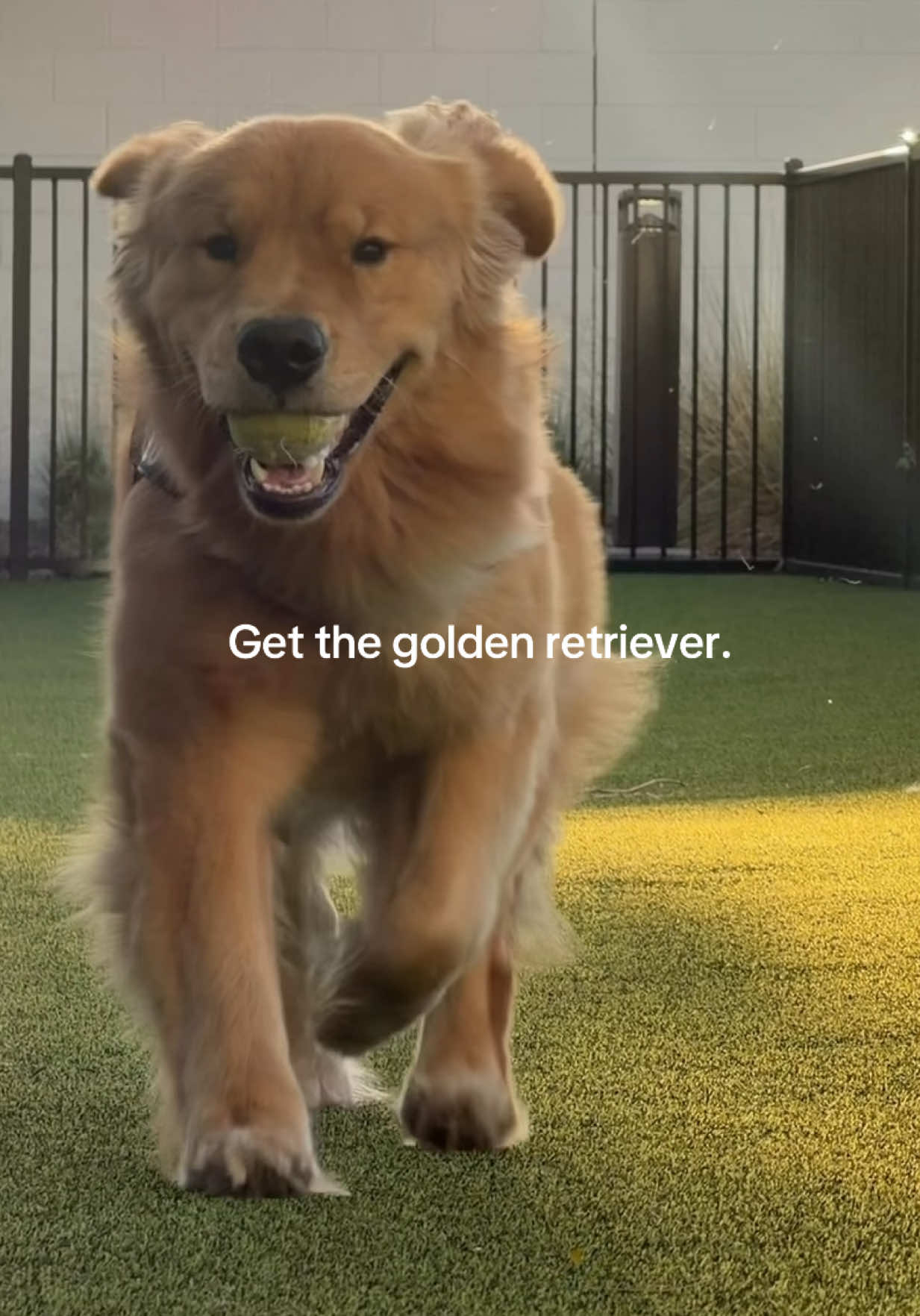 @Romeo the Retriever