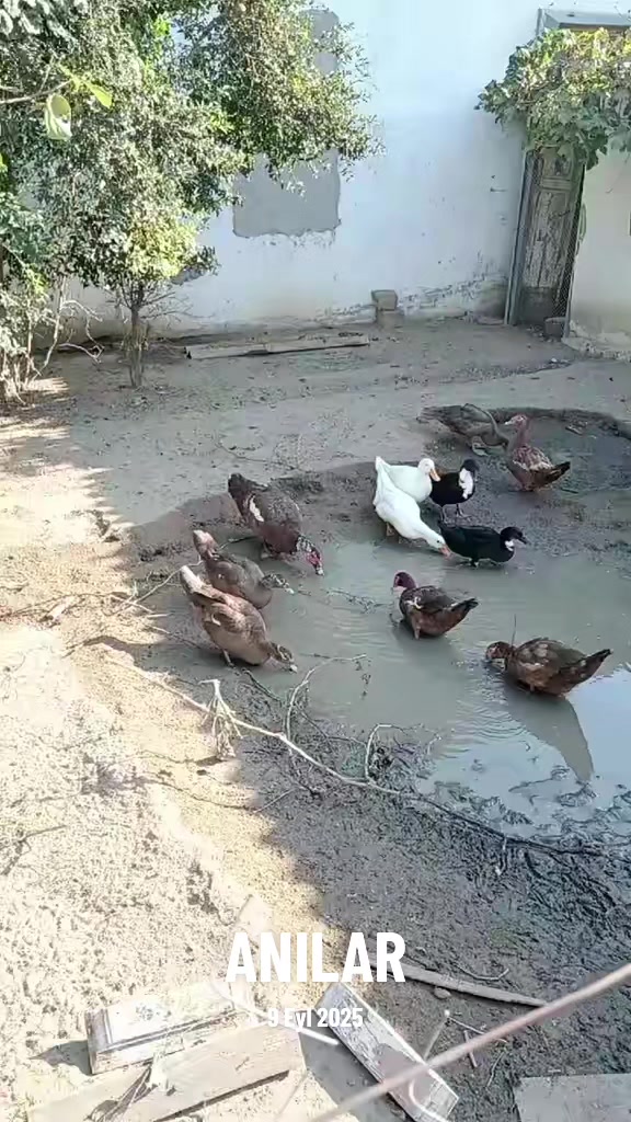 @MAŞTAĞA_QUŞCULUĞ