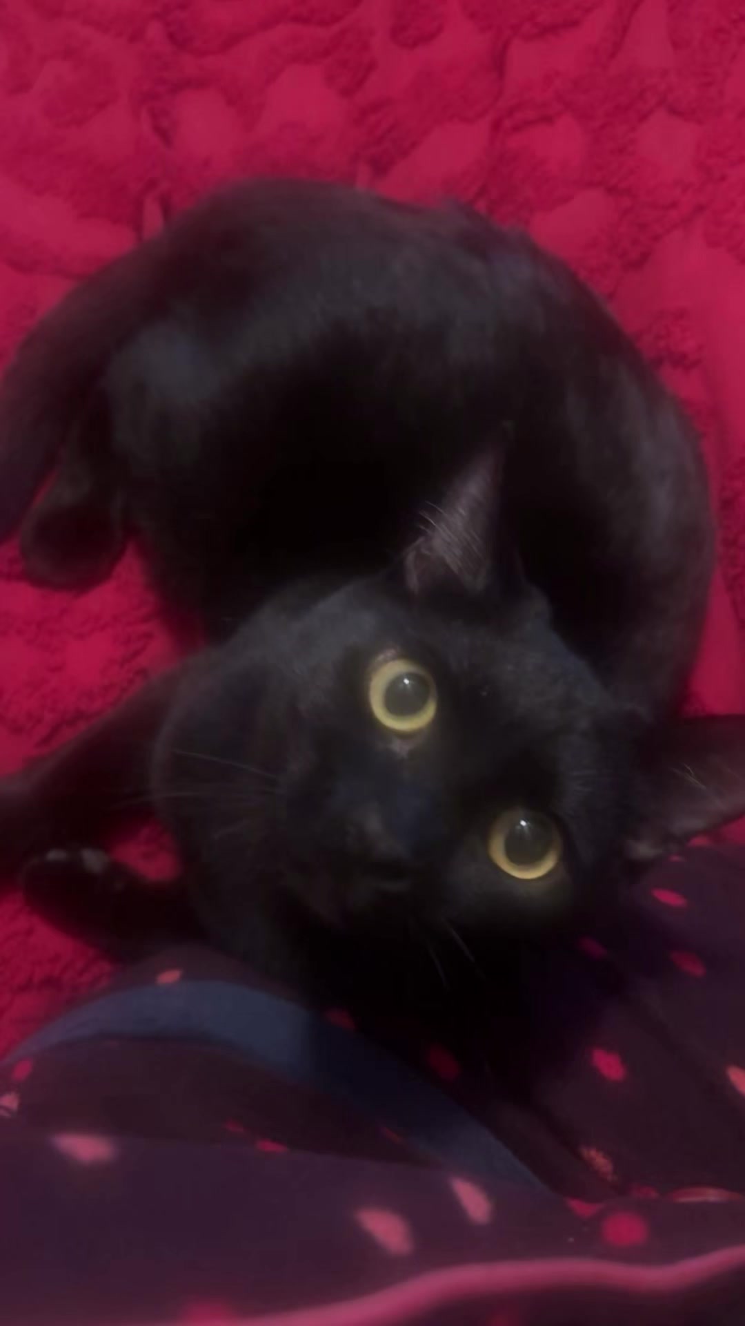 @🖤V🖤