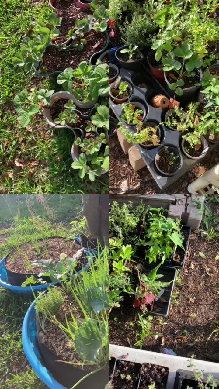 @Permaculture Grandma Melanie