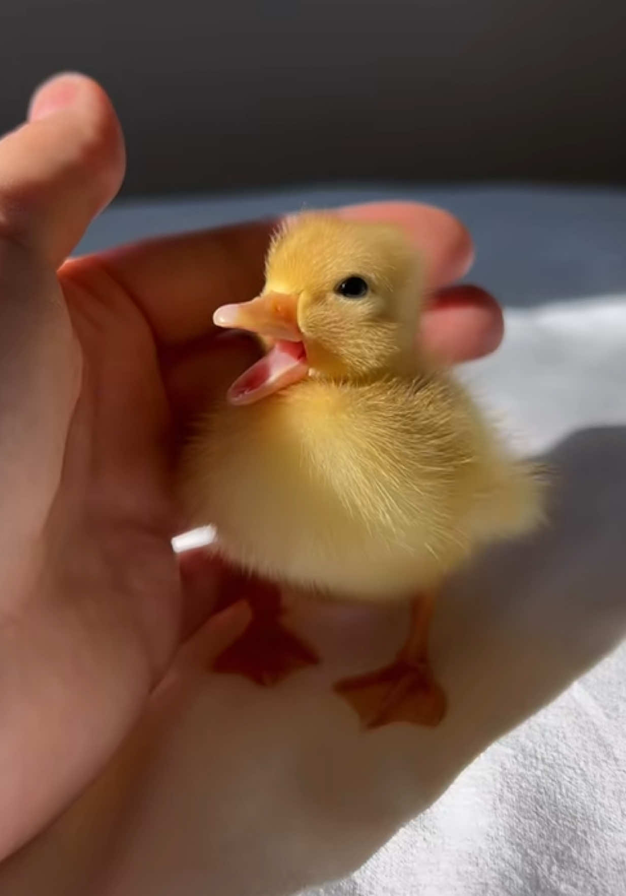 @ducks_in_space🪿🪿💦