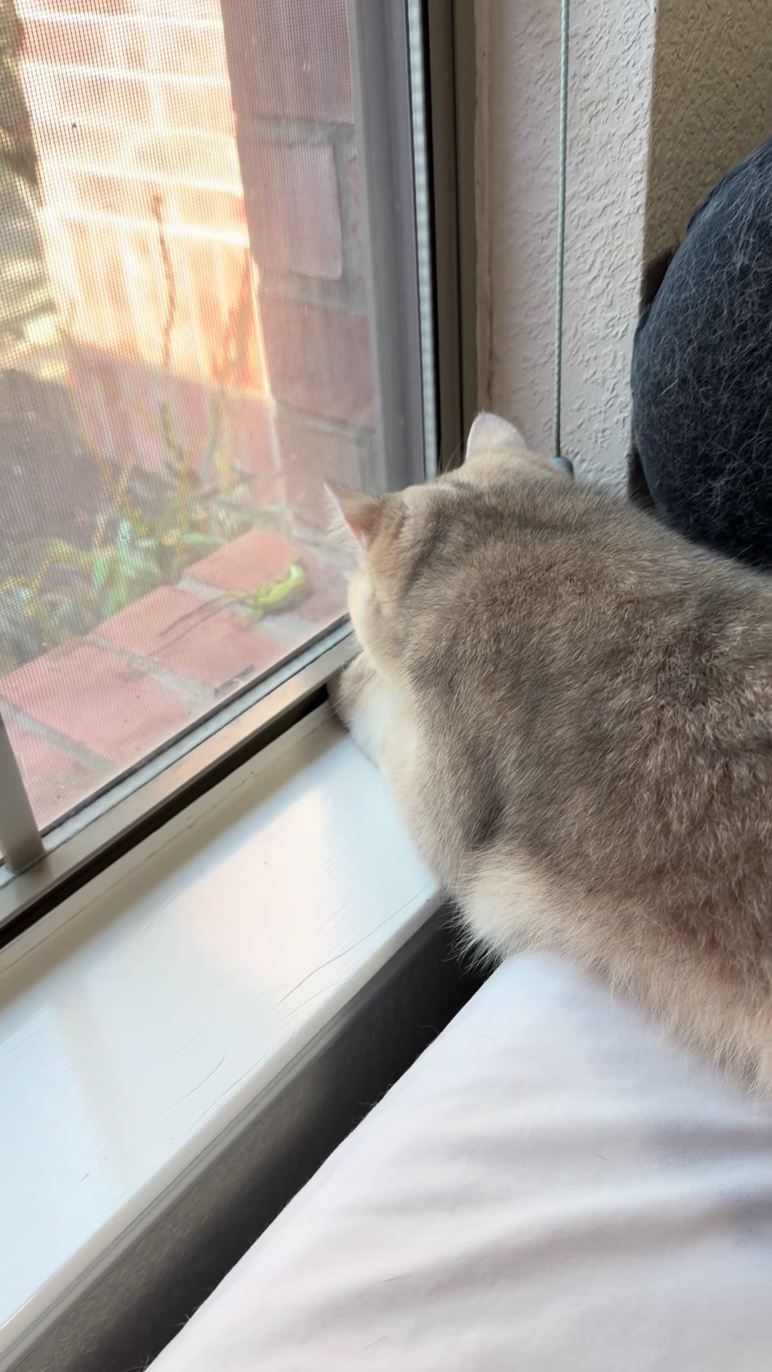 @catloveronthego