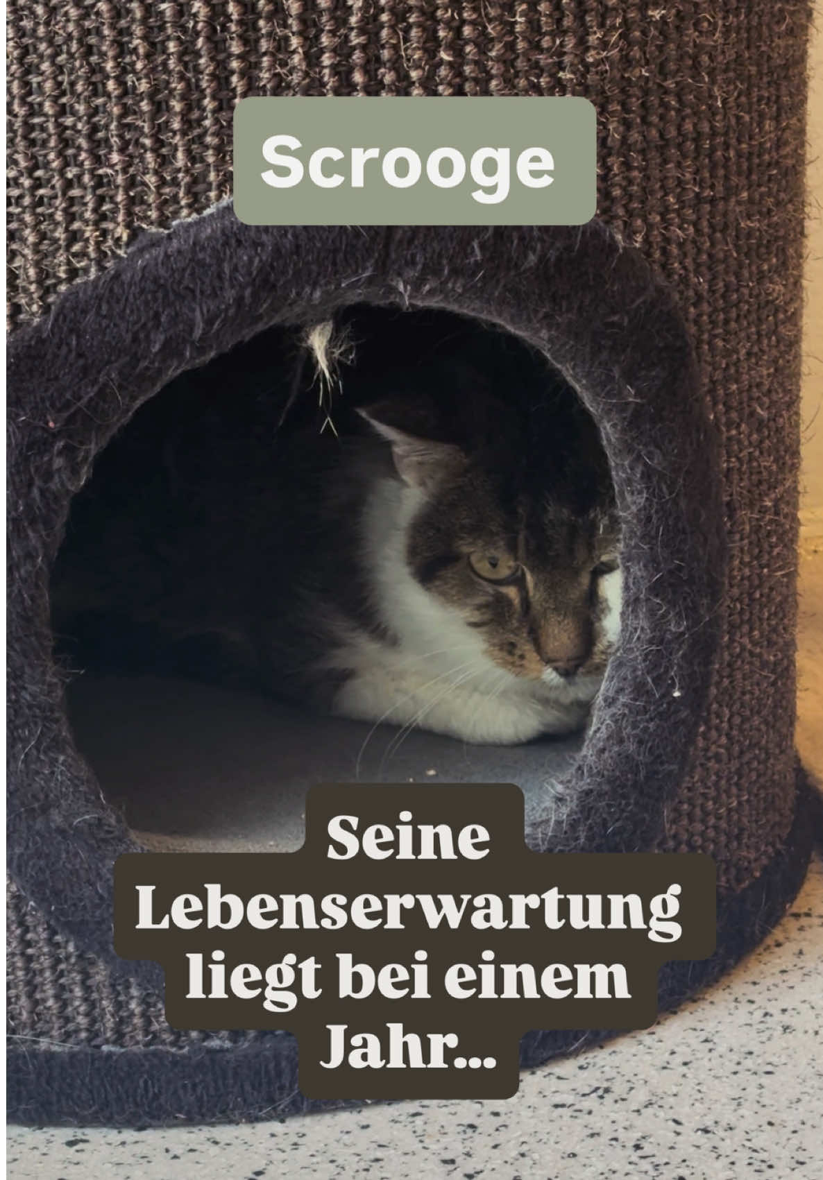 @TierschutzvereinM