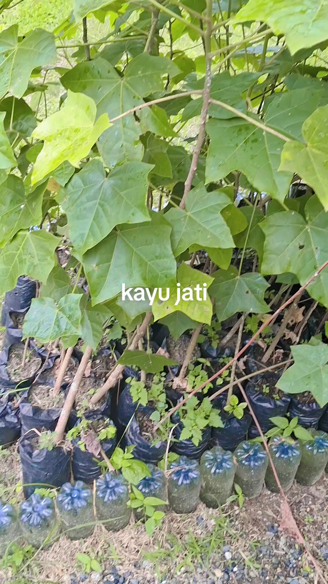 @ridho rauf