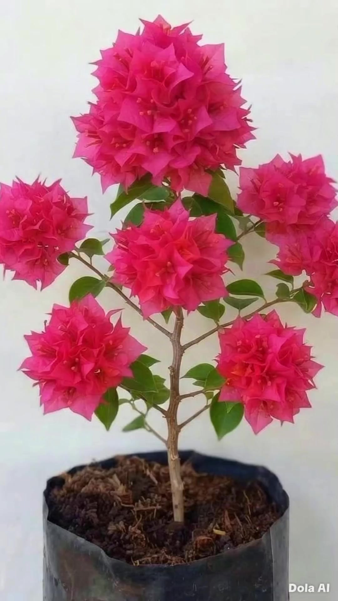 @NUNUNG INSANI