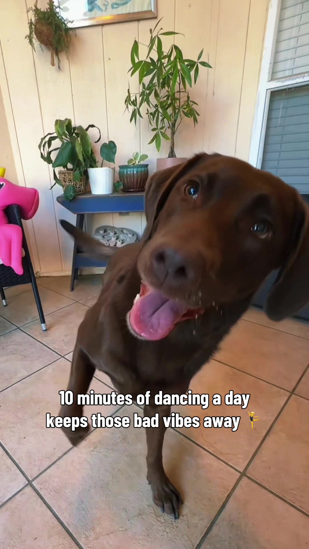 @AmandaT_CoolDog_Trainer 🫵🐶🆒