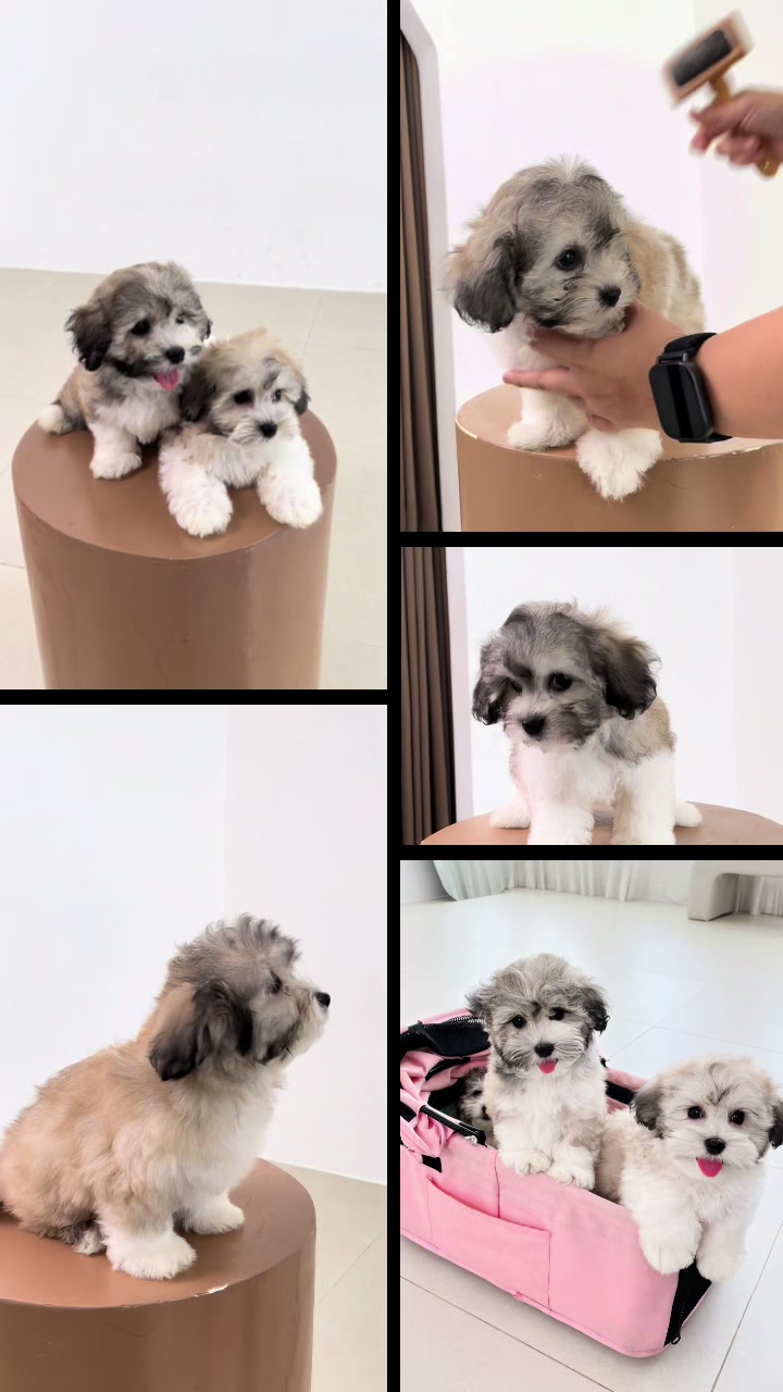 @Monseri Puppy