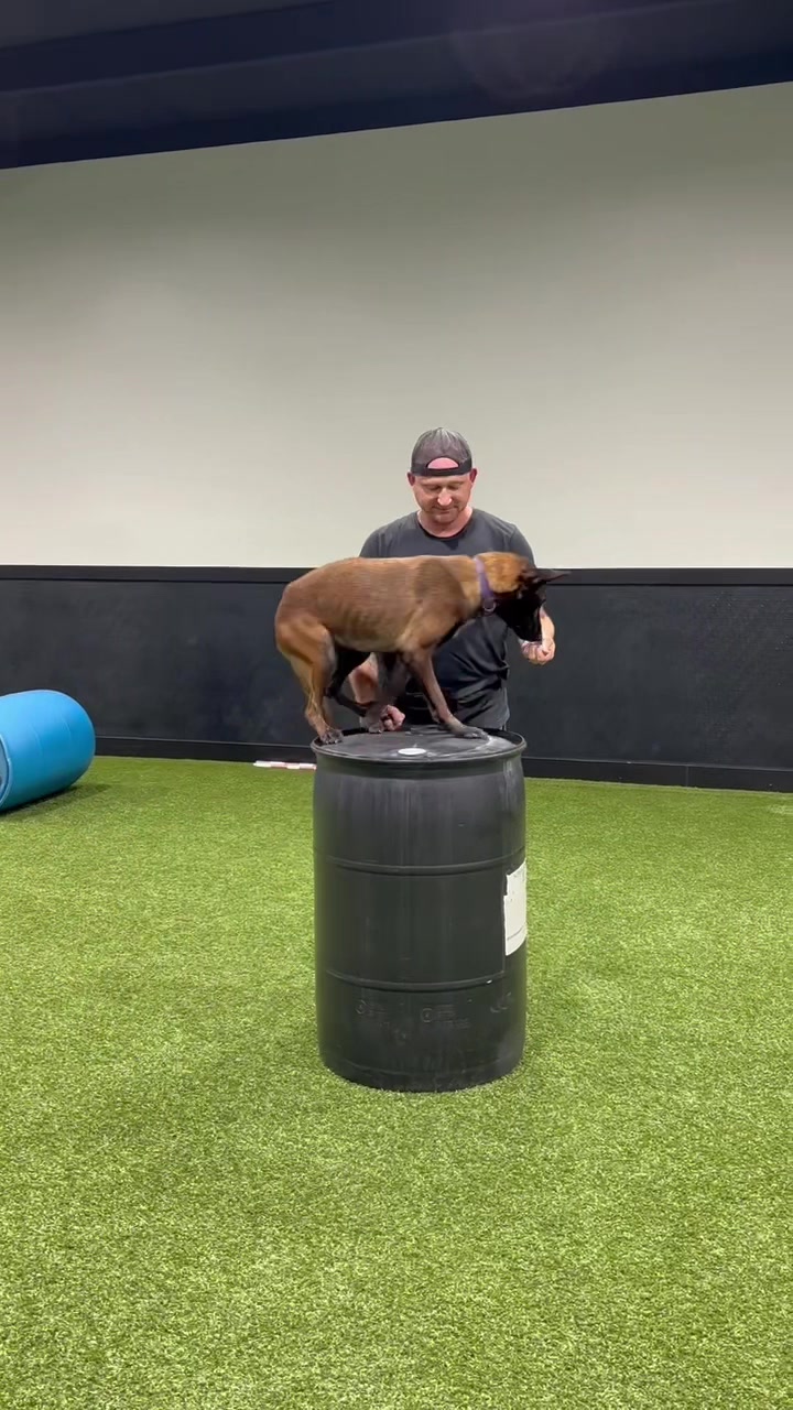 @Ncringdogs