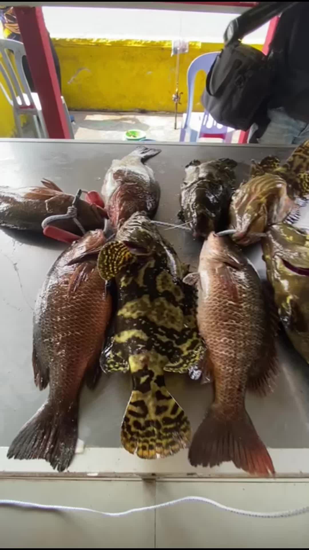 @Shafiq Sealion Fishing Sdn Bhd