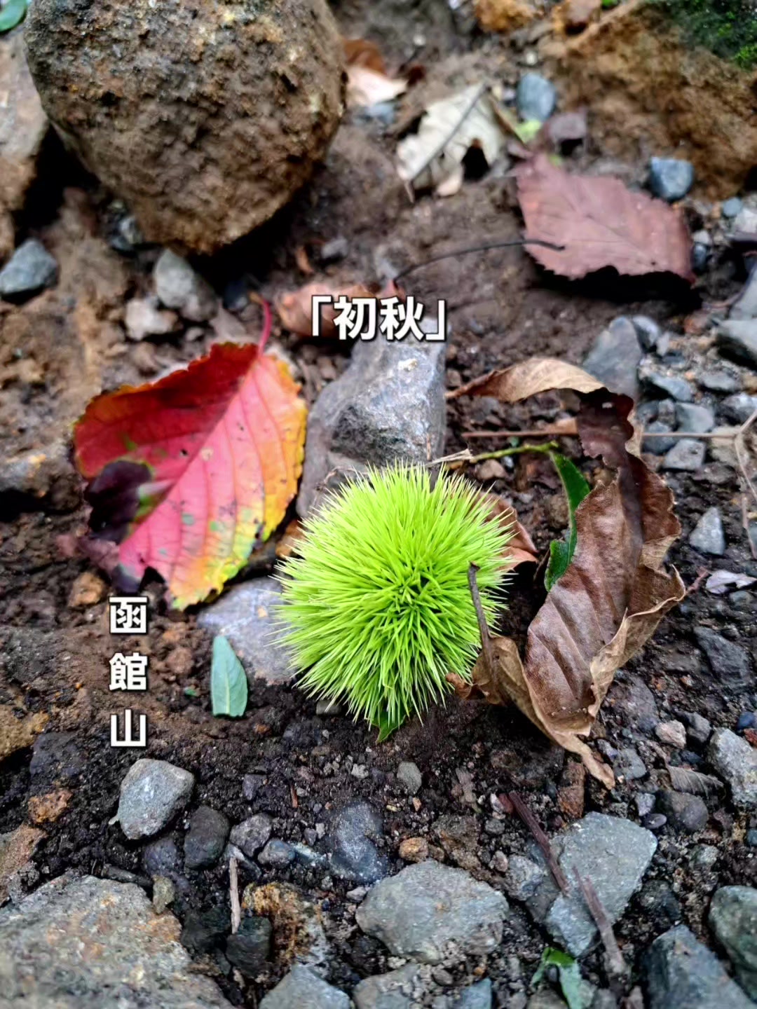 @函館Oyaji