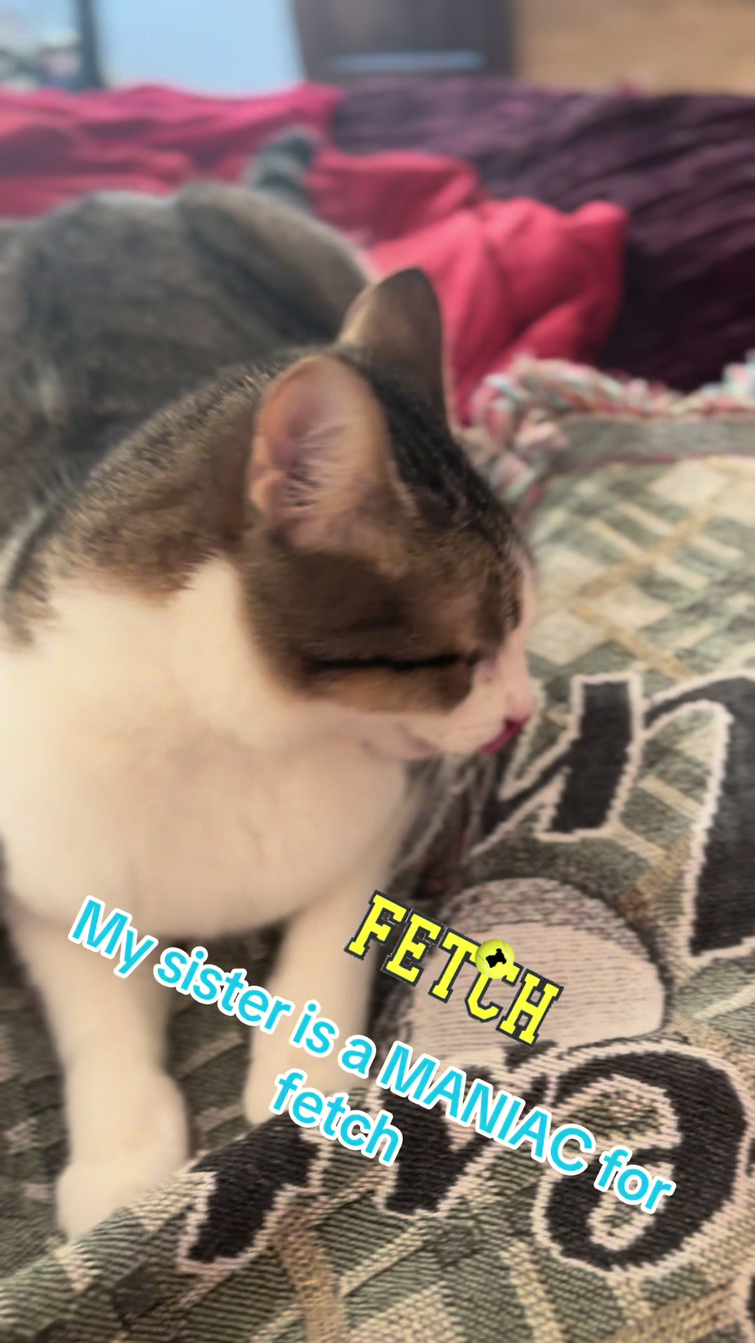 @LifeofRileyMeow