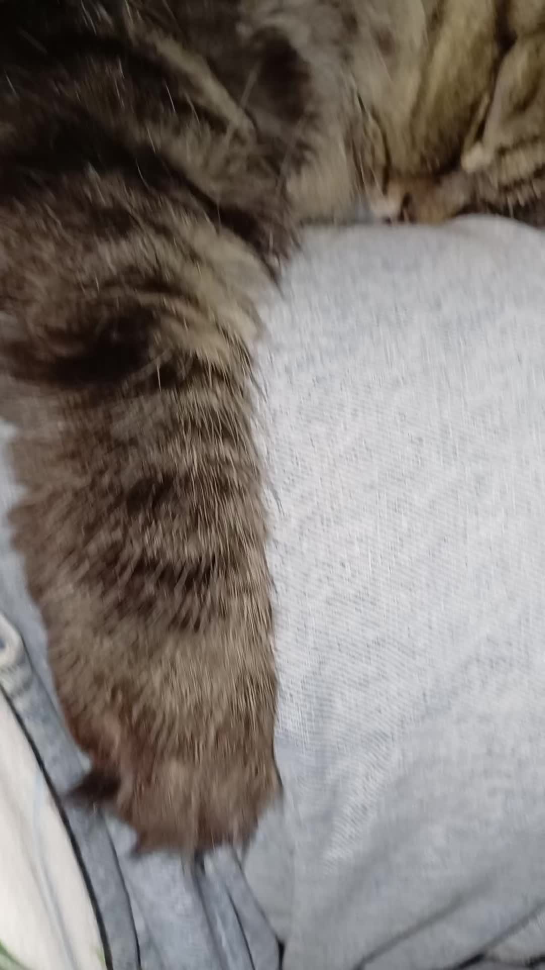 @cat_bayun_