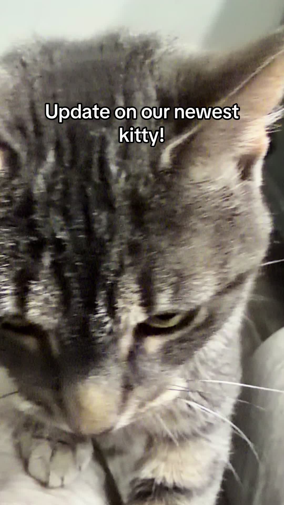@Kovu&rsquo;s Kitties
